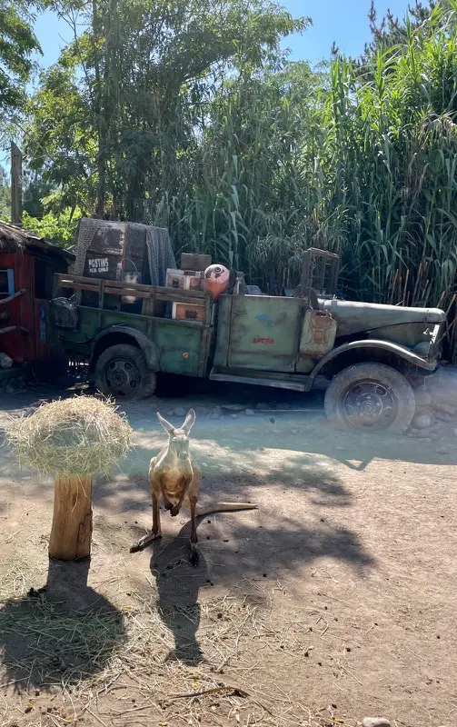 Buin Zoo chile5.jpg
