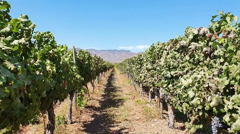 Carmenere1491.jpg