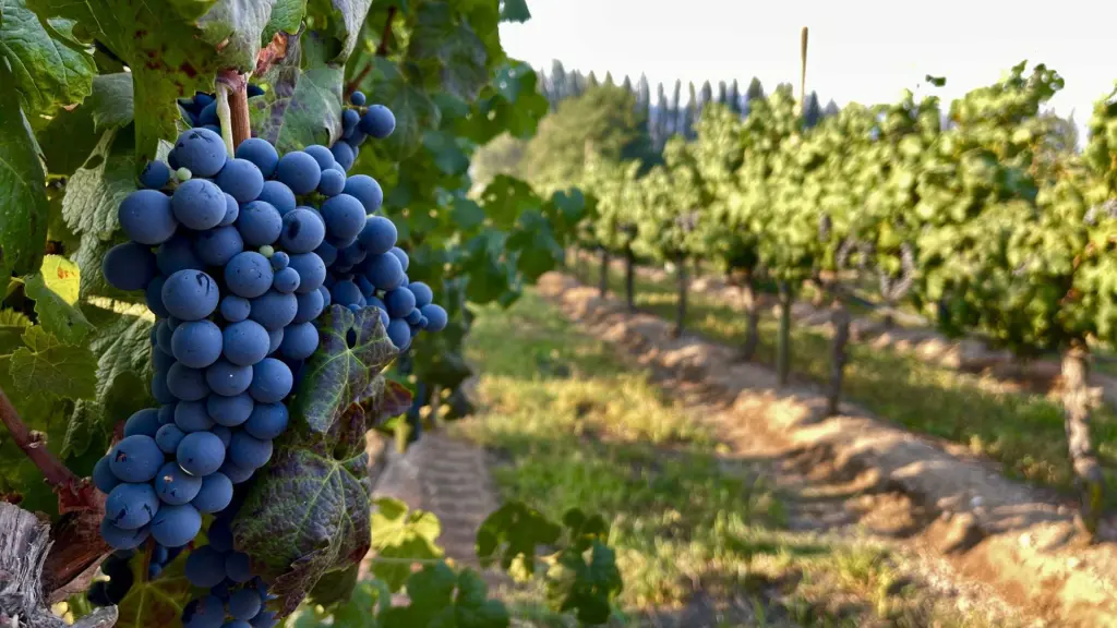 Casa Acosta: uma vinícola familiar no Valle de Cachapoal 2 Casa Acosta3