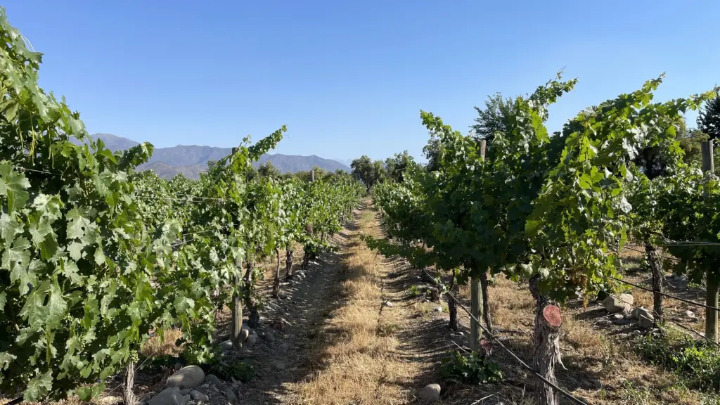Chile: visitando um cassino e uma vinícola no mesmo dia 13 Casino e vinicola ohiggins3