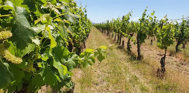 Valle de Colchagua: um final de semana delicioso 4 Colchagua Chile1259.jpg