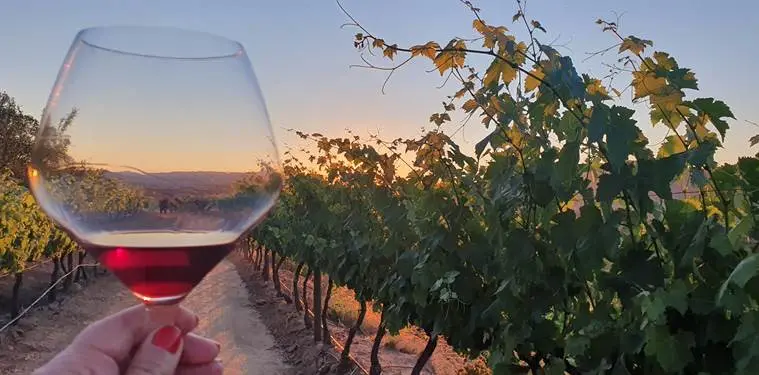 Valle de Colchagua: um final de semana delicioso 9 Colchagua Chile1282.jpg