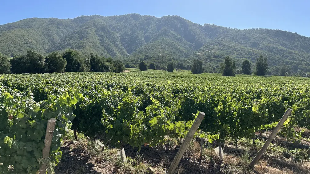 Excursão ao Valle de Colchagua: vinícolas, passeios e se vale a pena bate e volta 2 Colchagua1.jpg