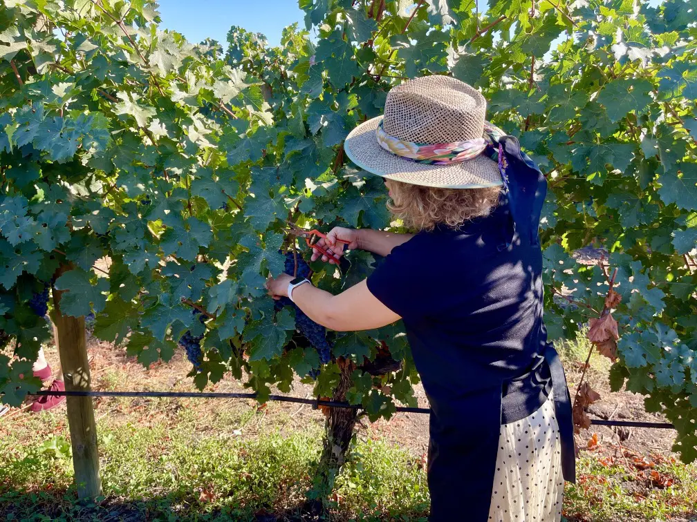 Vendimia em Colchagua: O gostinho de colher e pisar uvas! 4 Colheita da uva1.jpg
