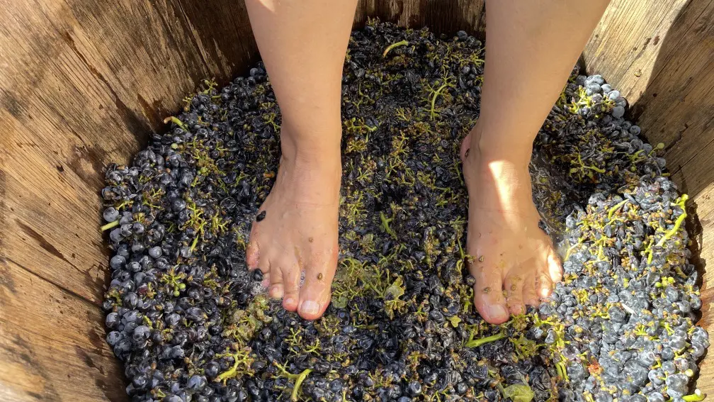 Vendimia em Colchagua: O gostinho de colher e pisar uvas! 6 Colheita da uva11.jpg