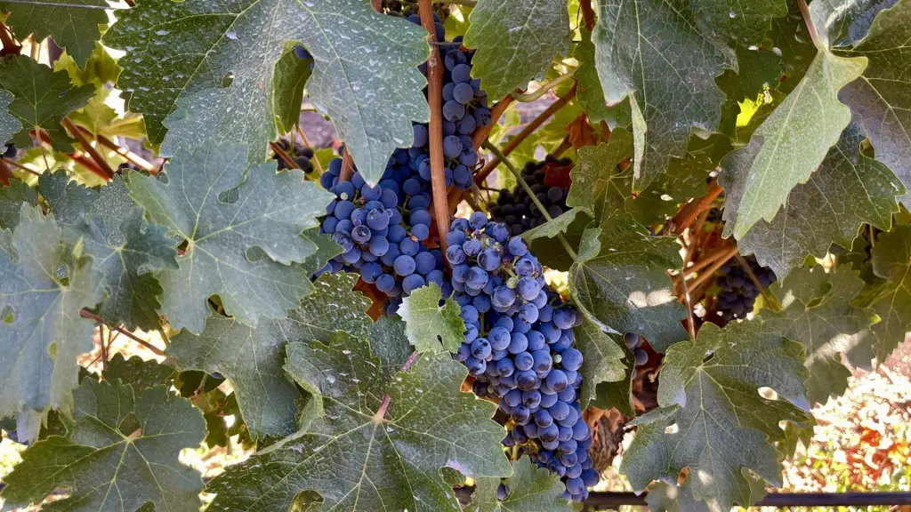 Vendimia em Colchagua: O gostinho de colher e pisar uvas! 3 Colheita da uva2