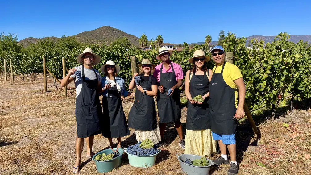 Vendimia em Colchagua: O gostinho de colher e pisar uvas! 2 Colheita da uva4.jpg