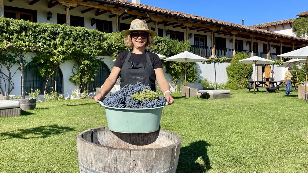 Vendimia em Colchagua: O gostinho de colher e pisar uvas! 5 Colheita da uva6.jpg