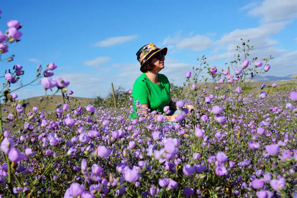 Deserto Florido no Chile: onde o inacreditável acontece 6 Deserto florido chile78