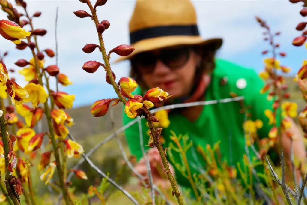 Deserto Florido no Chile: onde o inacreditável acontece 8 Deserto florido chile81