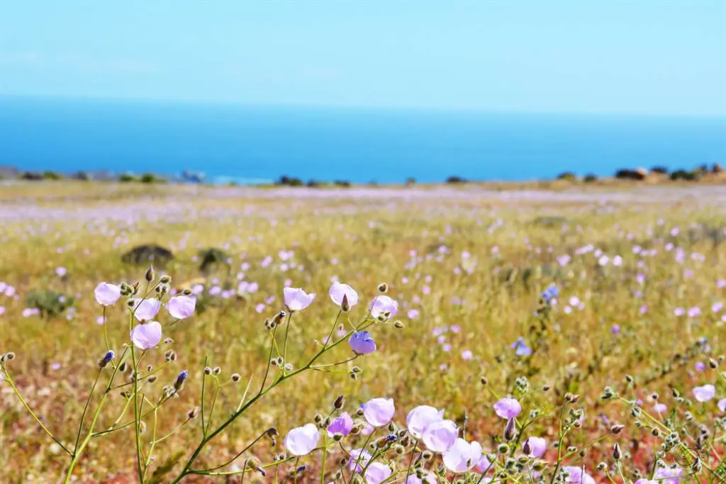Deserto Florido no Chile: onde o inacreditável acontece 10 Deserto florido chile82