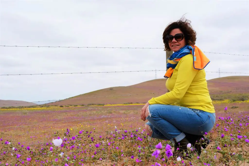 Deserto Florido no Chile: onde o inacreditável acontece 4 Deserto florido chile83
