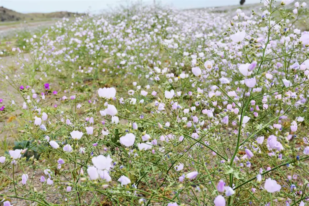 Deserto Florido no Chile: onde o inacreditável acontece 2 Deserto florido chile85