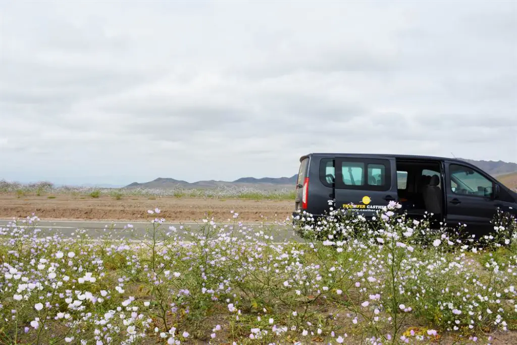Deserto Florido no Chile: onde o inacreditável acontece 5 Deserto florido chile88