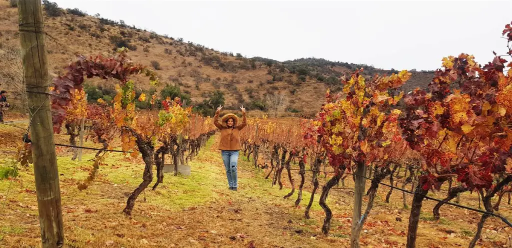 Chile: conhecendo 3 vinícolas do Valle del Maipo no mesmo dia 4 Haras de Pirque 150