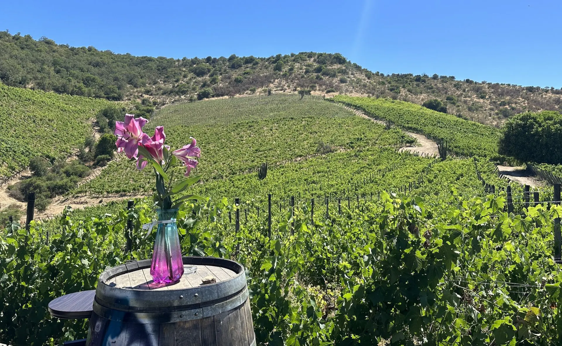 Tour e degustação dos melhores vinhos da Vinícola Polkura, no Valle de Colchagua 1 Imagen 09 01 25 a las 3.19%E2%80%AFp.m 1 1.jpeg