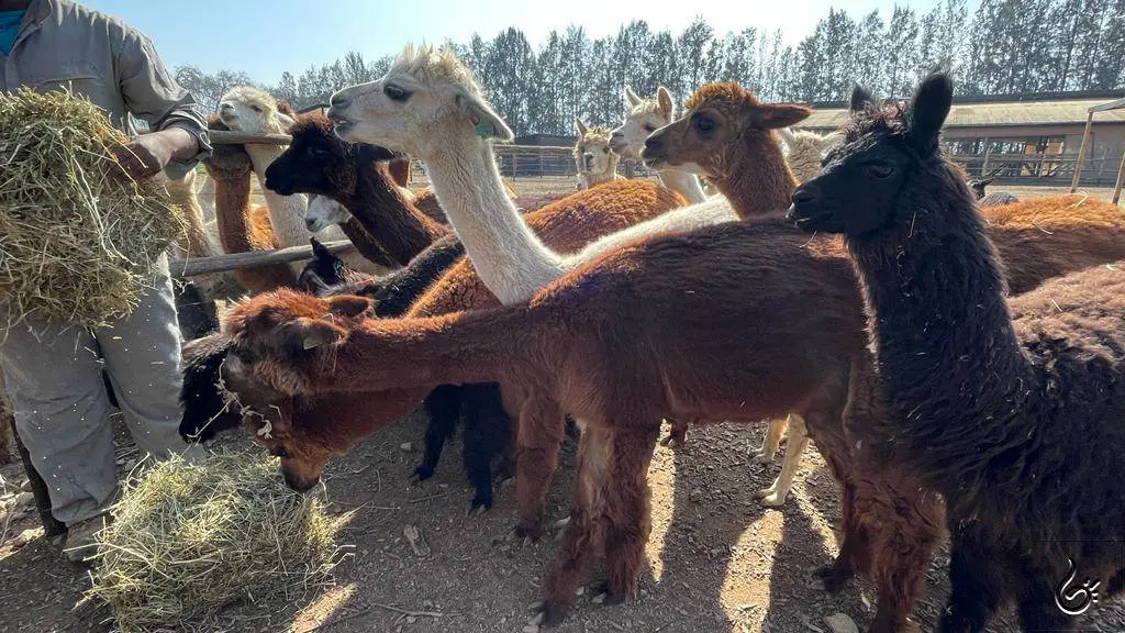 Roteiro de 2 dias em Olmué: para viver o campo chileno 13 Levar para o Brasil57.jpeg