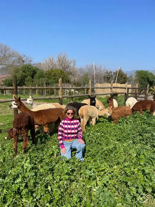 Roteiro de 2 dias em Olmué: para viver o campo chileno 11 Levar para o Brasil59.jpeg
