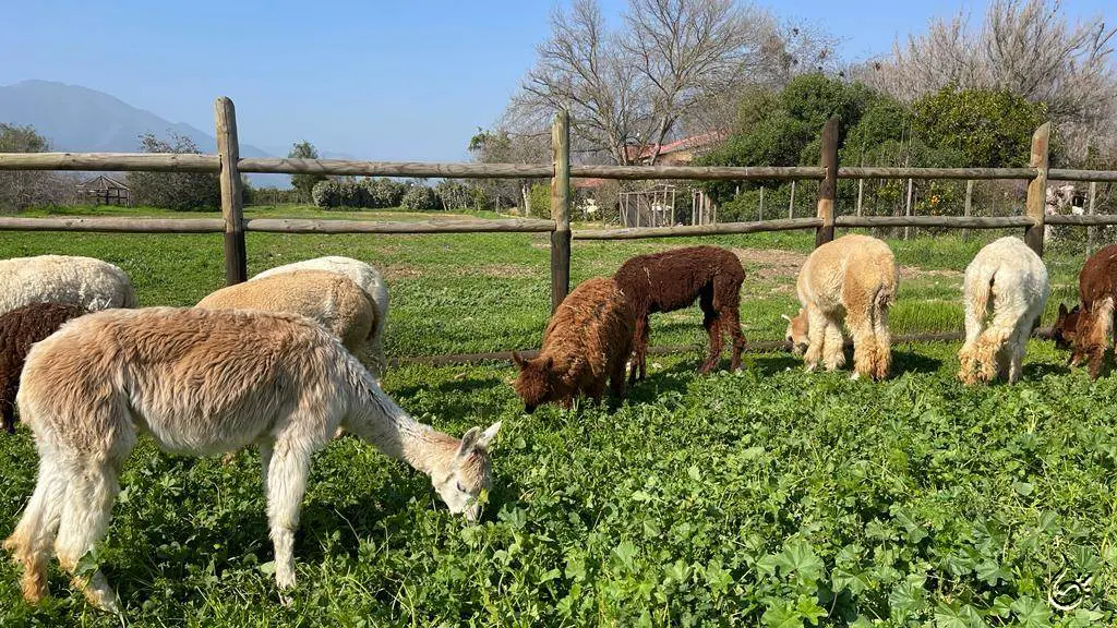 Roteiro de 2 dias em Olmué: para viver o campo chileno 3 Levar para o Brasil60.jpeg