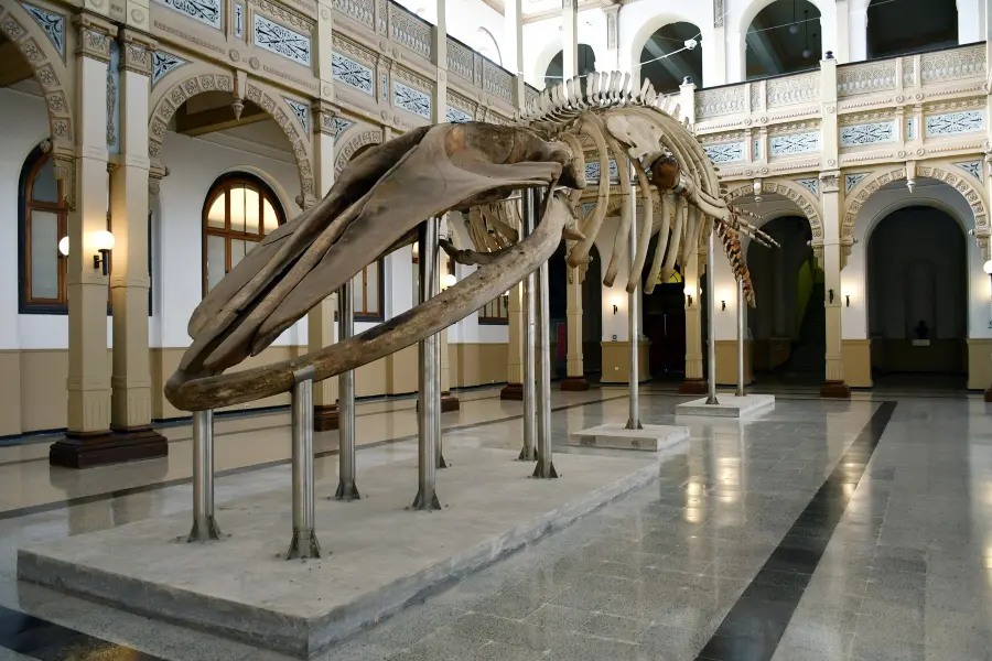 Museu historia la tercera.jpeg