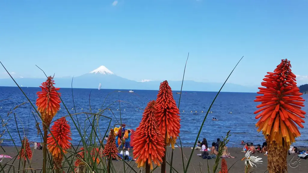 Puerto Varas465