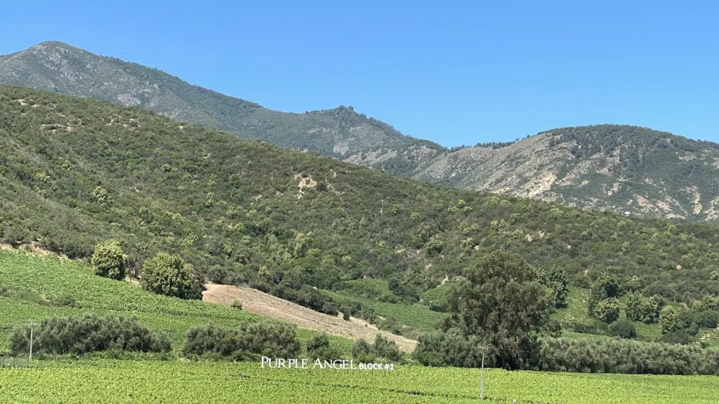 Roteiro em Colchagua: 2 dias visitando vinícolas premiadas no Chile 15 Valle Colchagua20
