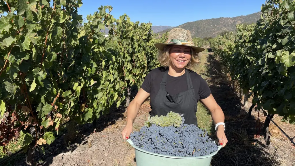 Valle Colchagua, Chile: melhores vinícolas, passeios e hospedagens 2 Vinhedos Chile7