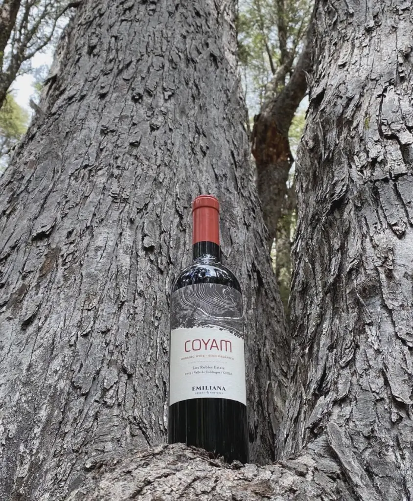 Vinhos chilenos9 1