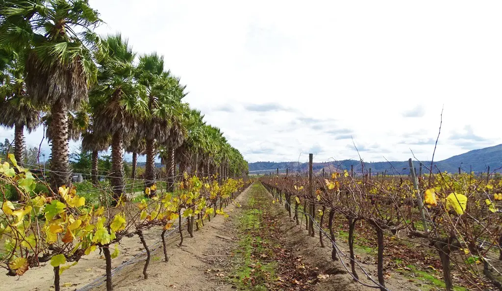 Vinicola Bodega RE Chile468 2 4.jpg