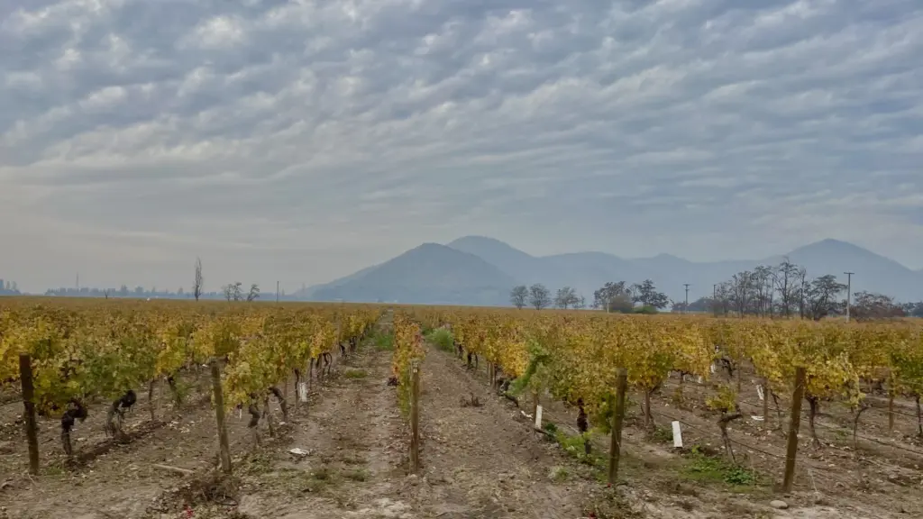 Vinícola Santa Rita: tour completo com almoço e degustação de vinhos no Chile 2 Vinicola Santa Rita19 1