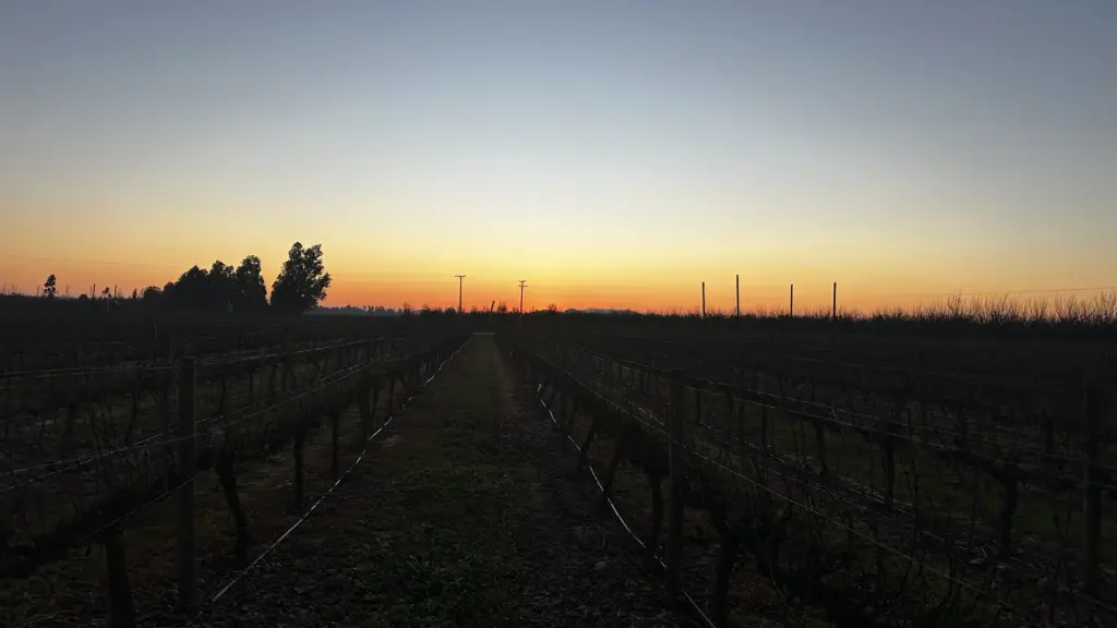 6 vinícolas para visitar no Valle Colchagua, no Chile 25 Vinicola Sutil La Palya3