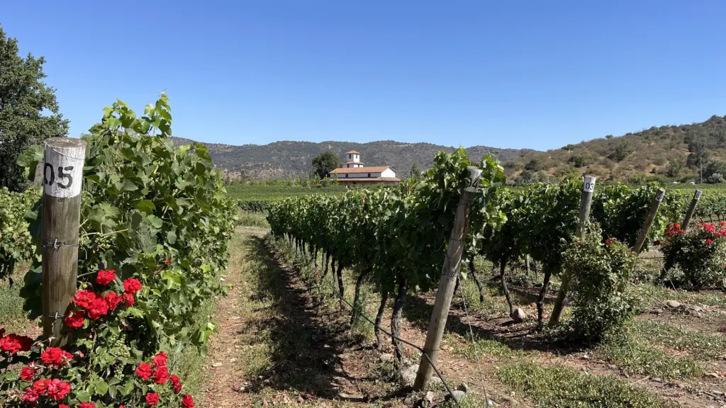 Vinicola Valle Secreto3 2