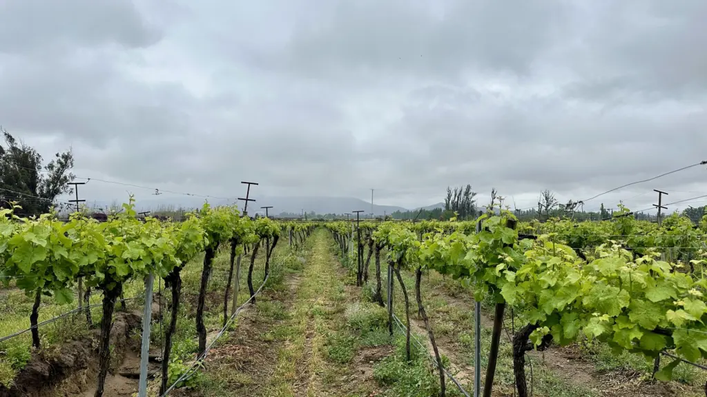 Chile: conhecendo a vinícola William Colle, no Valle de Casablanca 1 Vinicola William Colle5 1