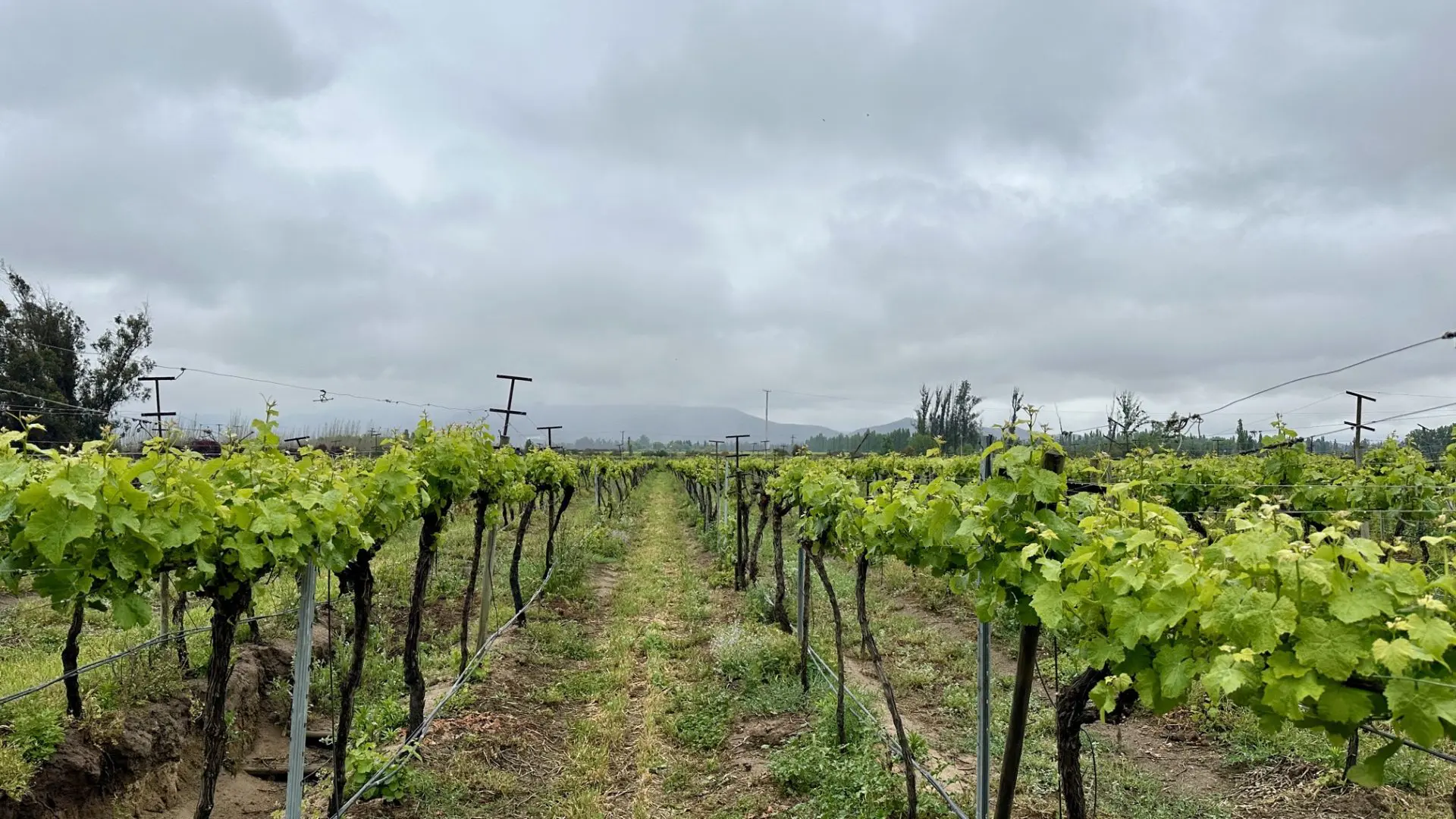 Vinicola William Colle5.jpg