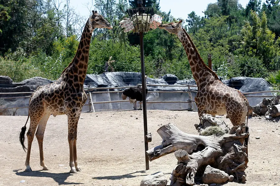 buin zoo la nacion.jpeg