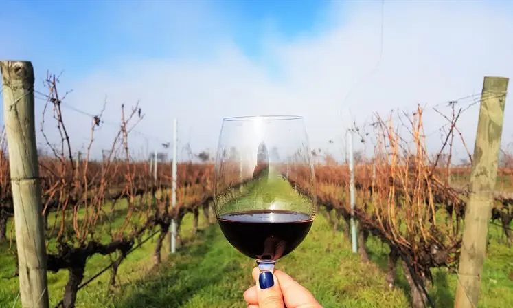 dia do vinho chileno1023.jpg