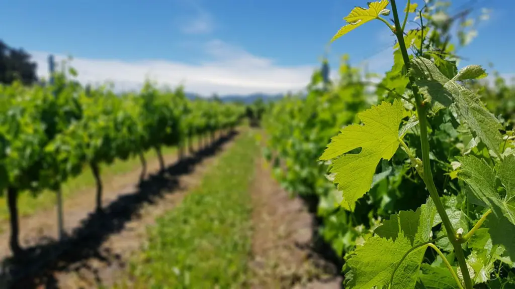Valle Colchagua, Chile: melhores vinícolas, passeios e hospedagens 9 parreiras de uvas235 2