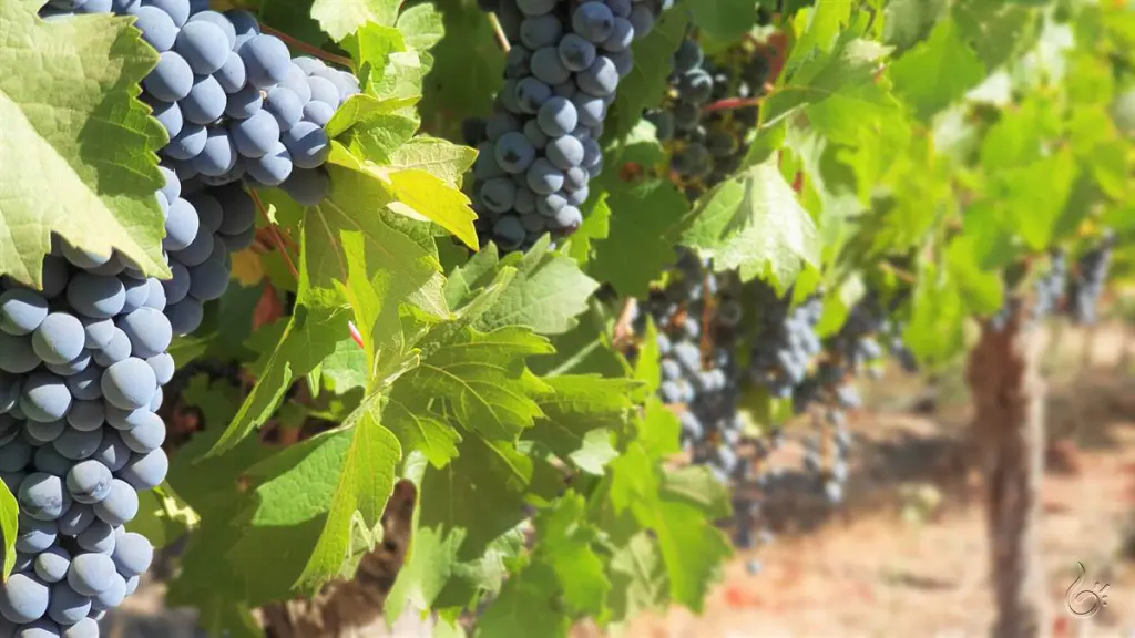 parreiras de uvas242