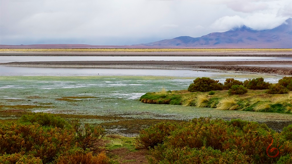 Salar de Tara – nosso último e surpreendente passeio no Atacama 1 salar de tara.png