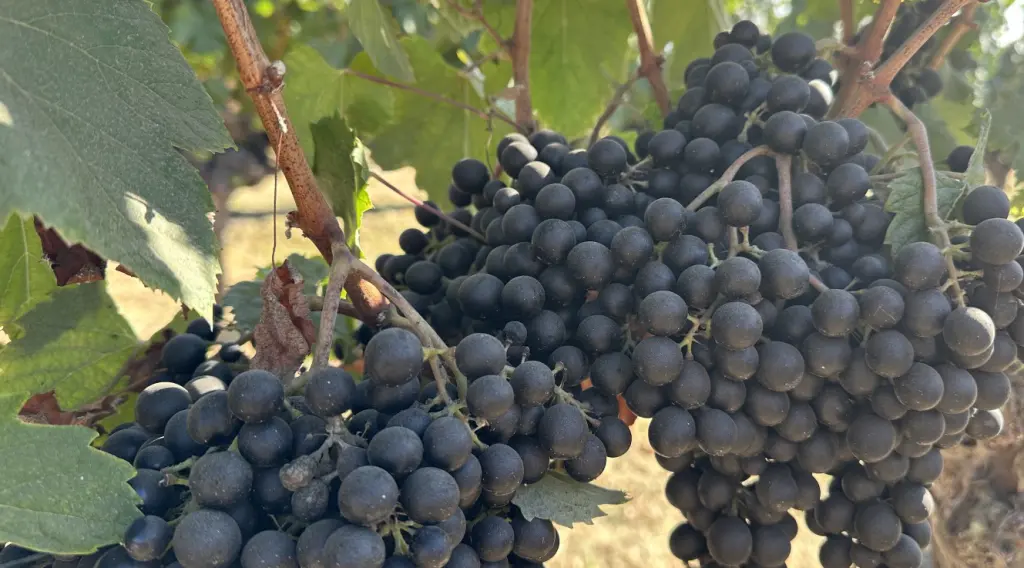 Roteiro romântico: final de semana entre vinícolas no Valle de Colchagua 1 Viu Manent Colchagua4