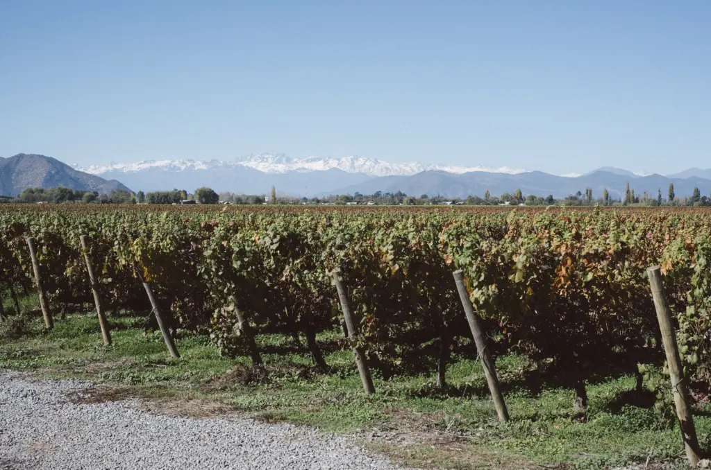 Fim de Semana: Valle de Colchagua com crianças 6 Colchagua com criancas 6