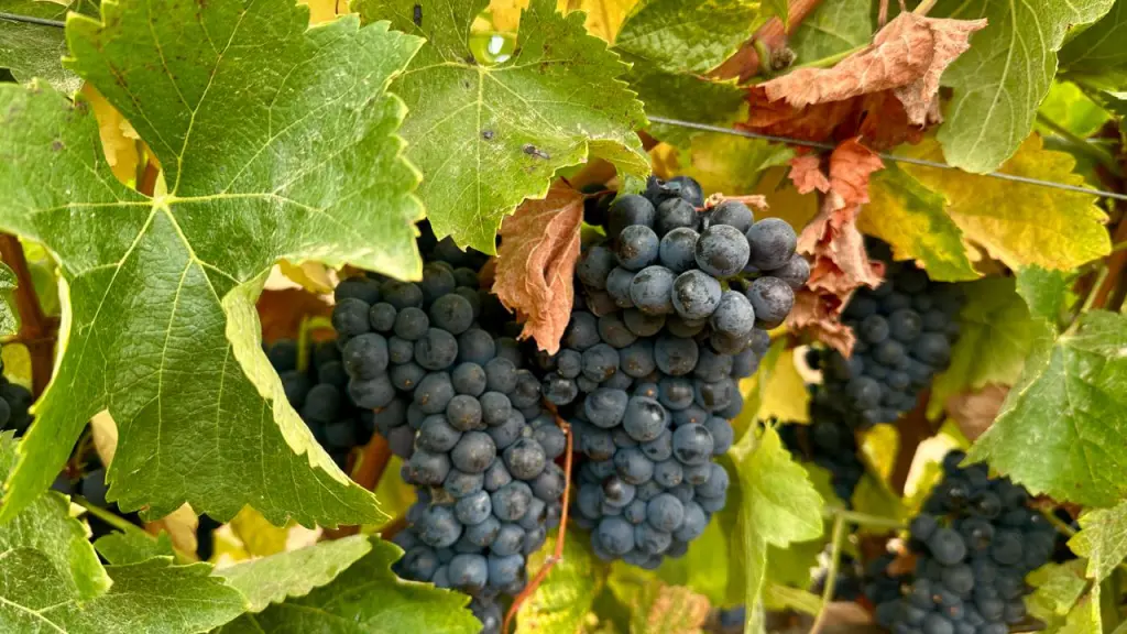 Vinicola Matetic Chile3