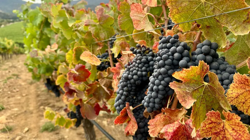 Vinicola Matetic Chile4