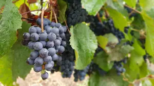 Cacho de uva de uma das vinícolas em Mendoz na Argentina