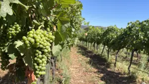uva da vinicola valle secreto umas das melores vinicolas do chile