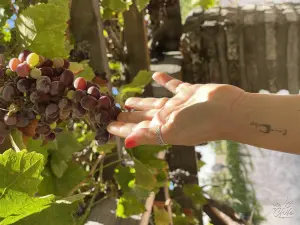 mao feminina tocando cacho de uvas em umas das vinicolas chilenas