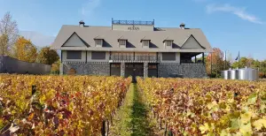 chegada da vinicola Alyan